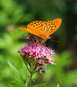 Butterfly on lilac flower