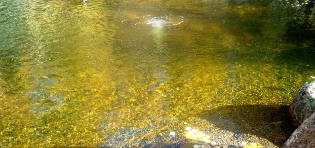 Constructed Wetlands