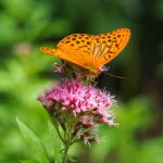 Beautiful orange butterfly on lilac flower