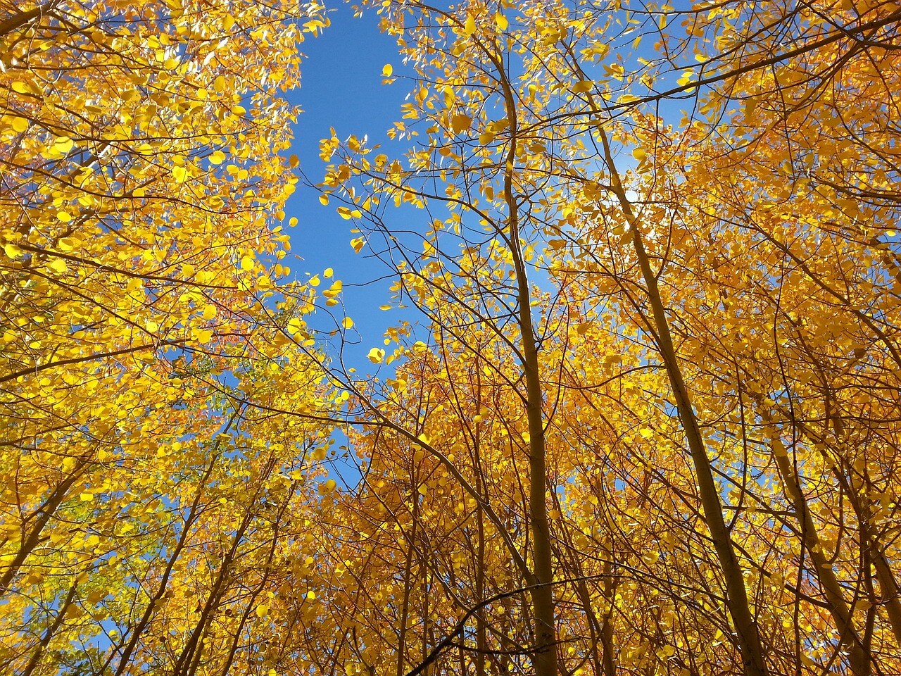 Autumn color in a Rocky Mountain garden