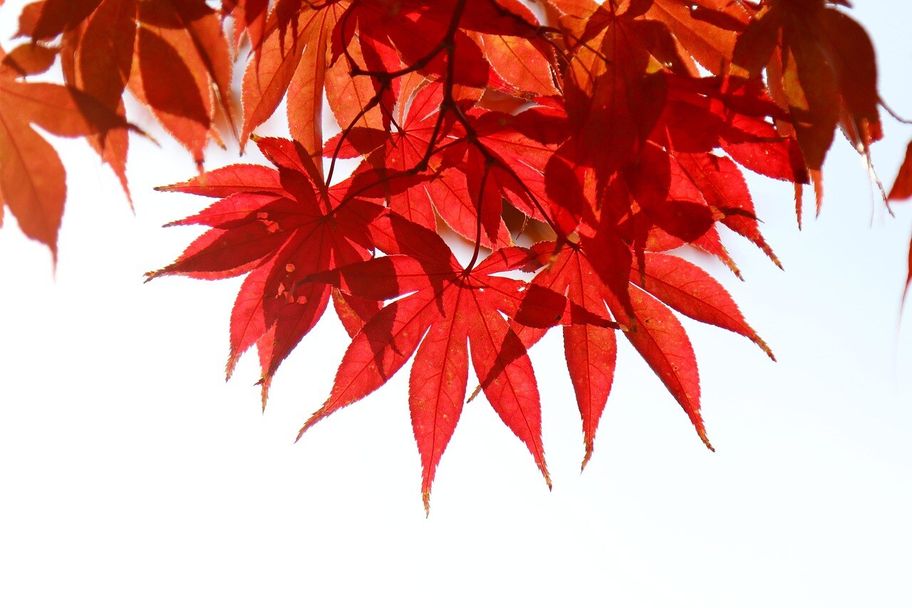 Autumn color in a Rocky Mountain garden