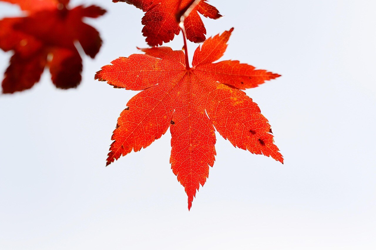 Autumn color in a Rocky Mountain garden