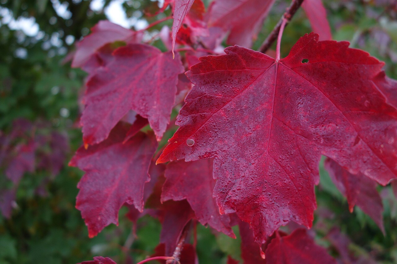 Autumn color in a Rocky Mountain garden