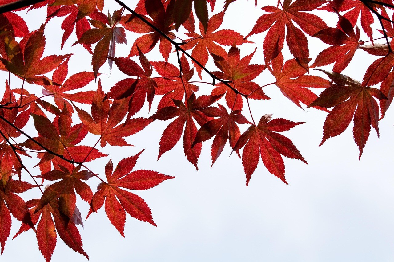 Autumn color in a Rocky Mountain garden