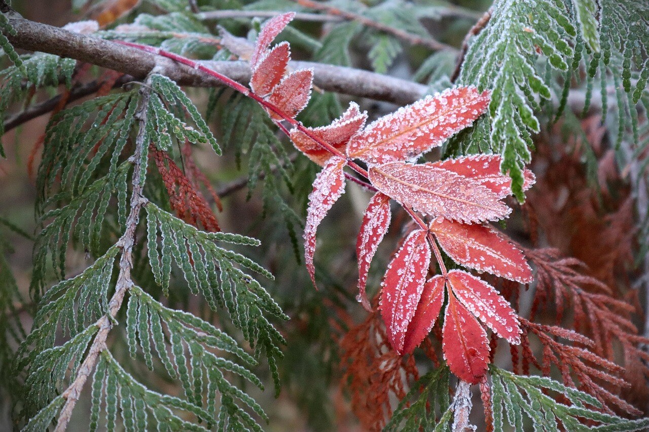 Autumn color in a Rocky Mountain garden