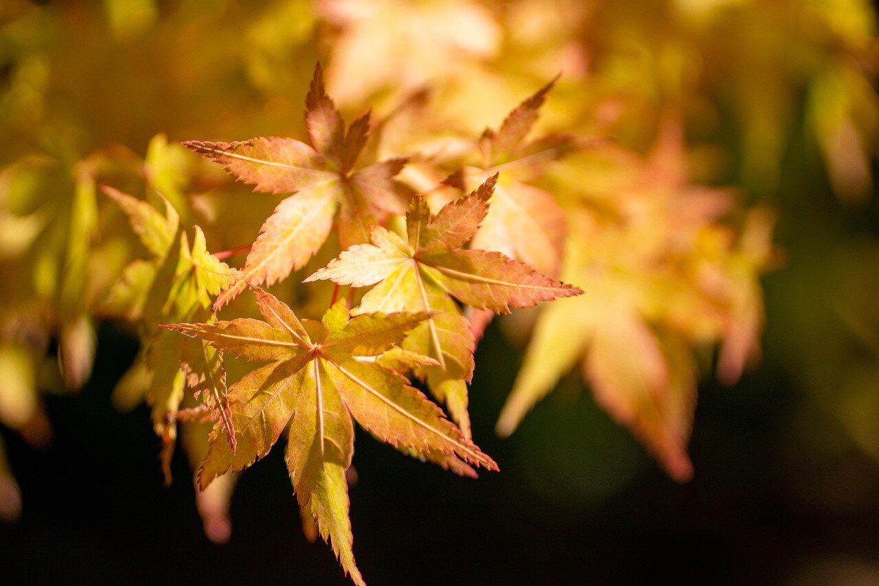 Autumn color in a Rocky Mountain garden