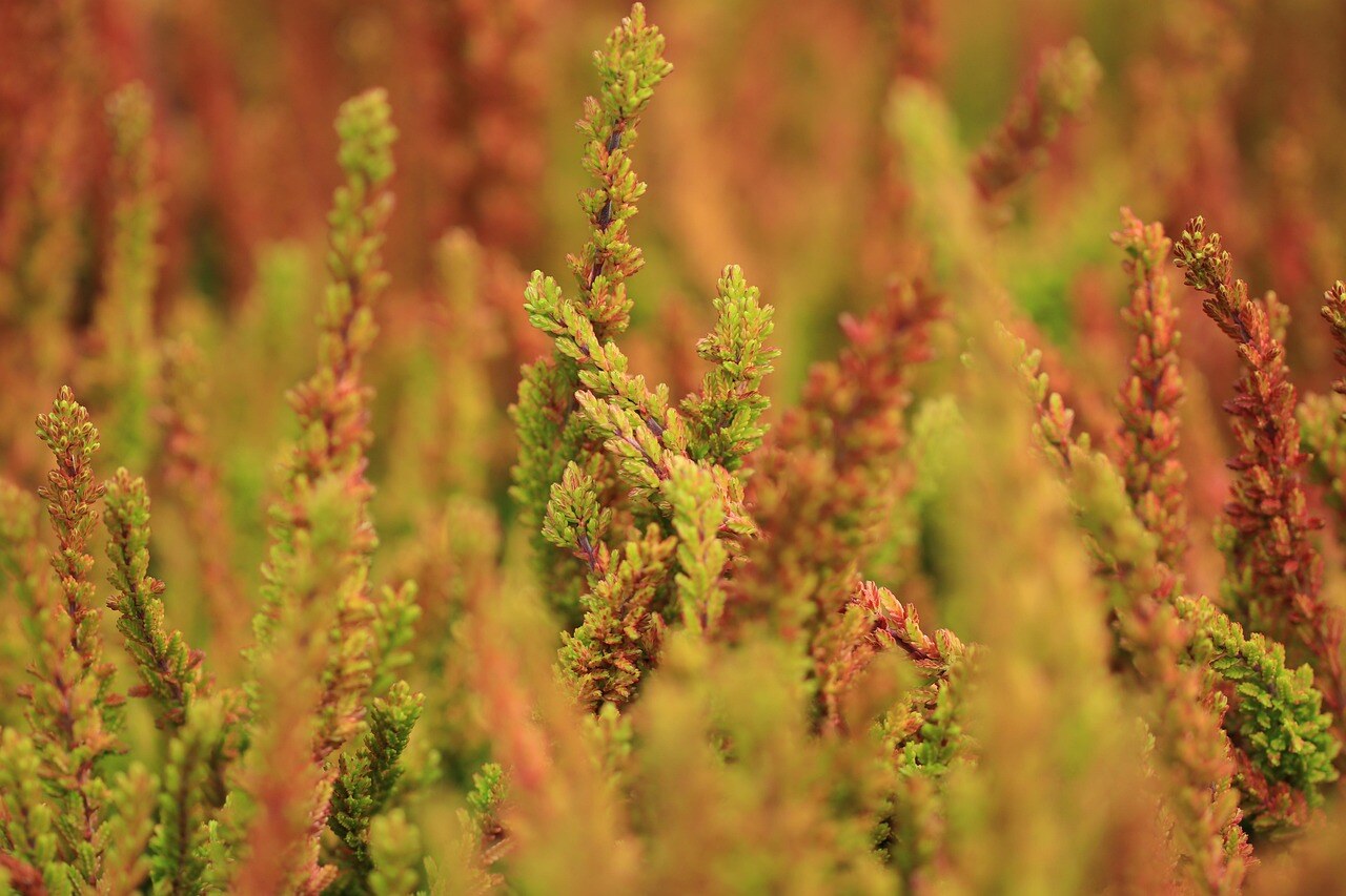 Autumn color in a Rocky Mountain garden