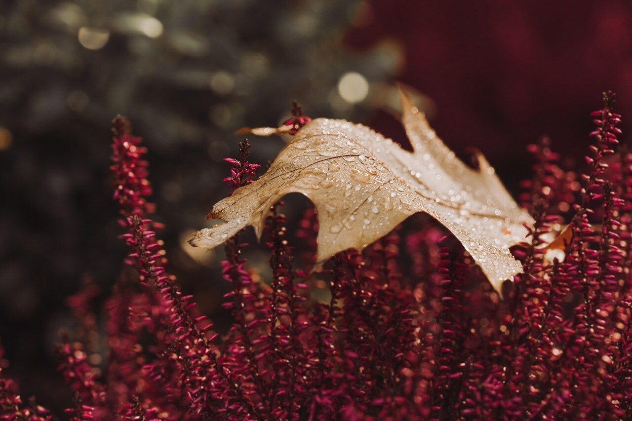 Autumn color in a Rocky Mountain garden