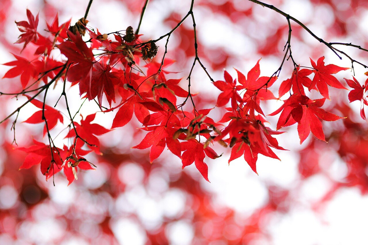 Autumn color in a Rocky Mountain garden