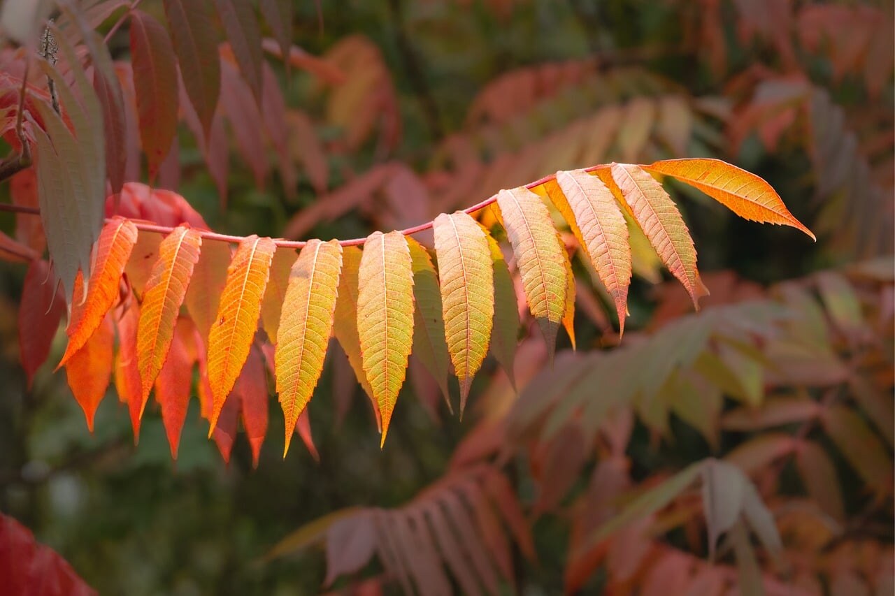 Autumn color in a Rocky Mountain garden