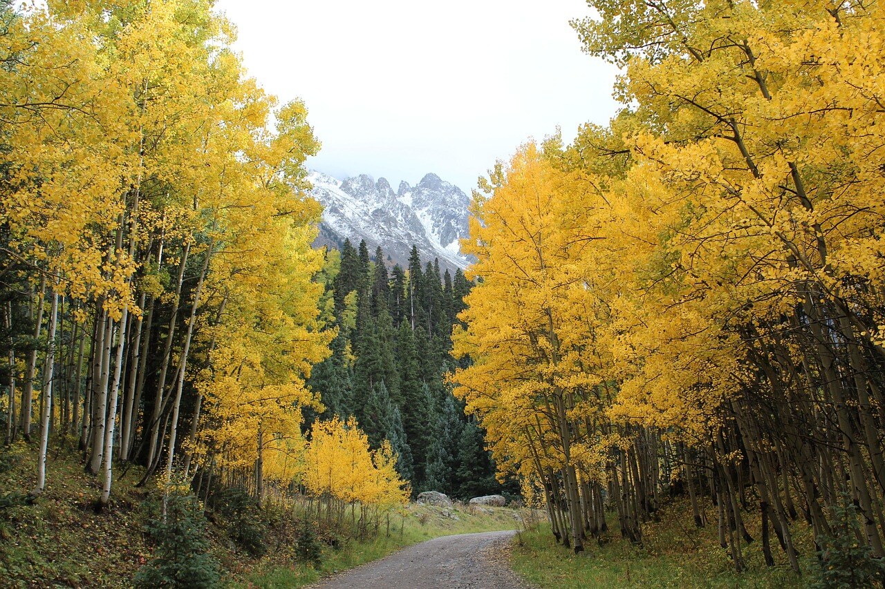 Autumn color in a Rocky Mountain garden
