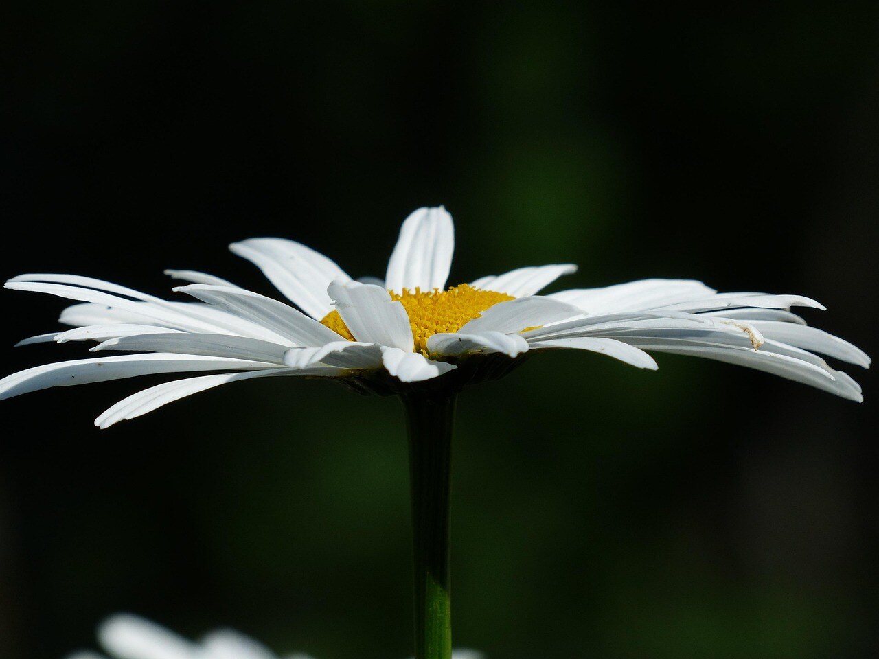 A high-country garden in spring