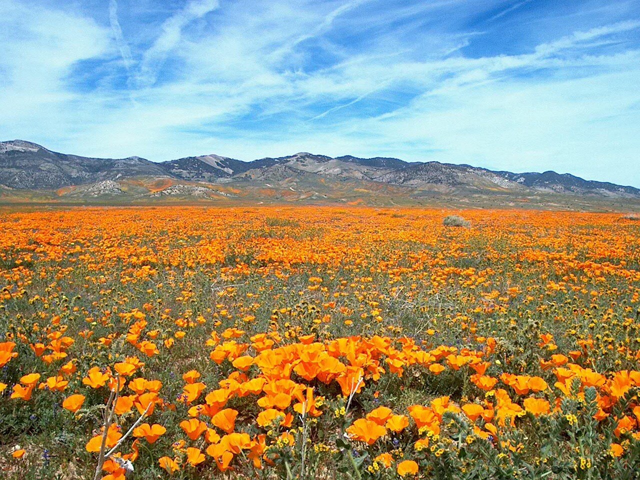 A high-country garden in spring