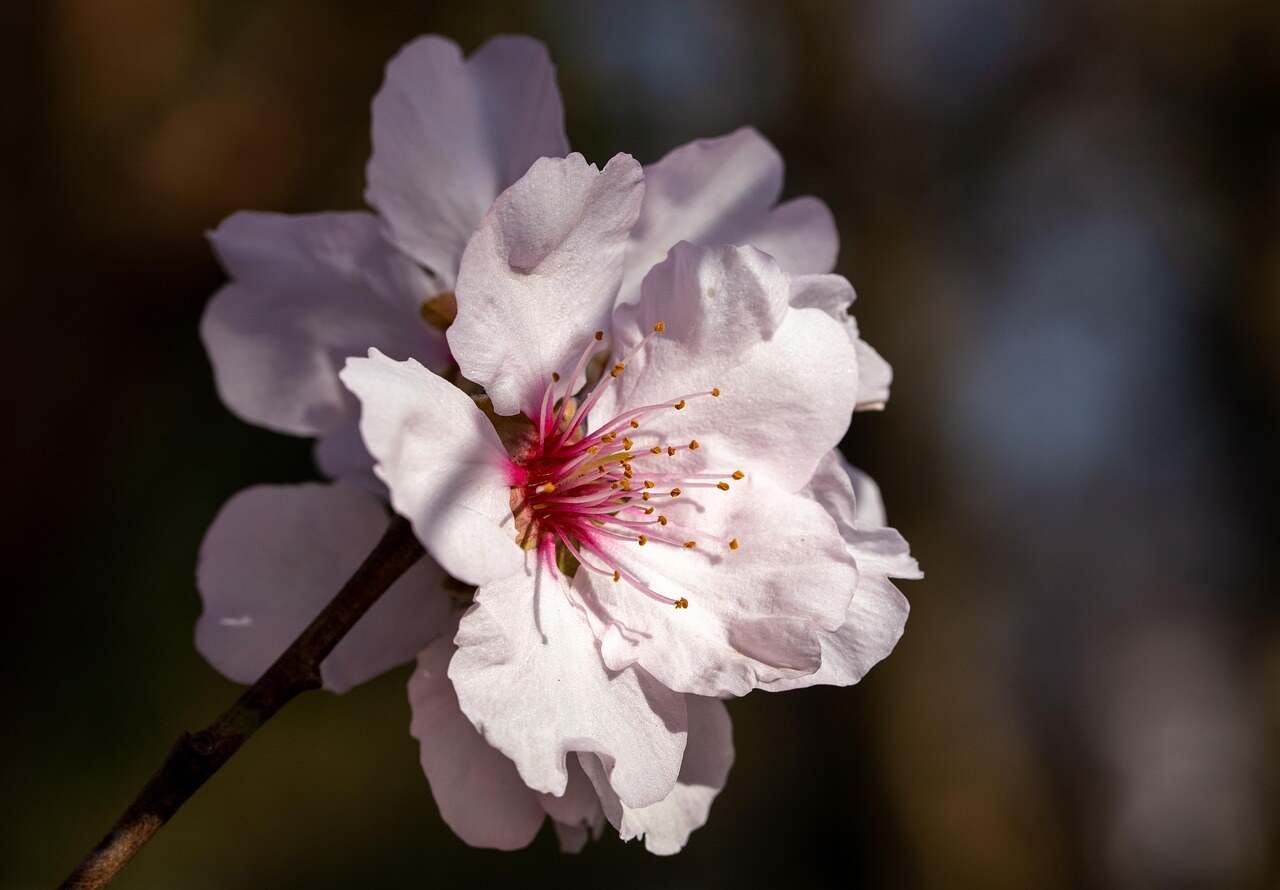 A high-country garden in spring