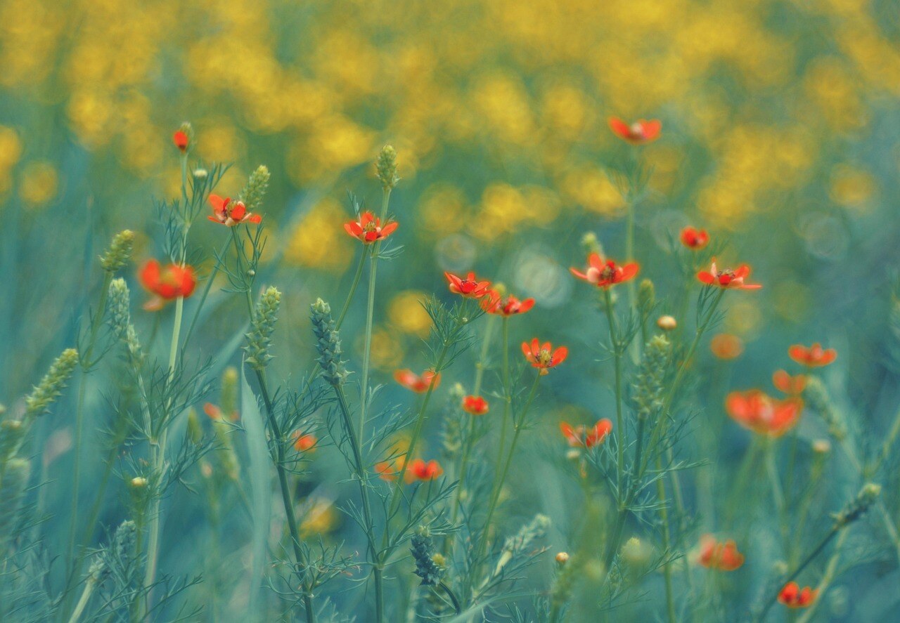 A high-country garden in spring