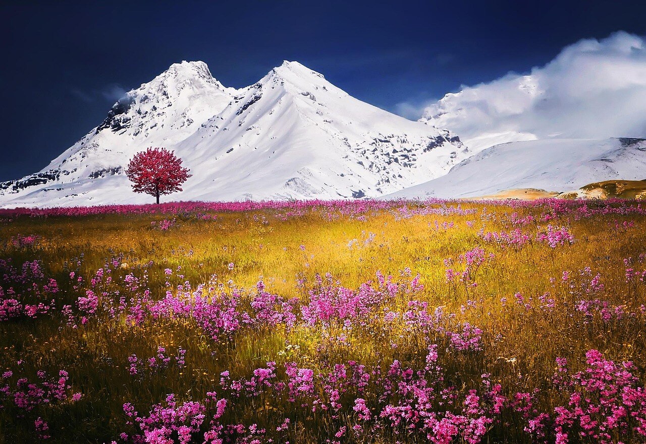 A high-country garden in spring