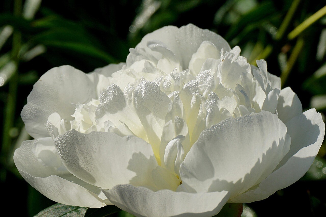 A high-country garden in spring