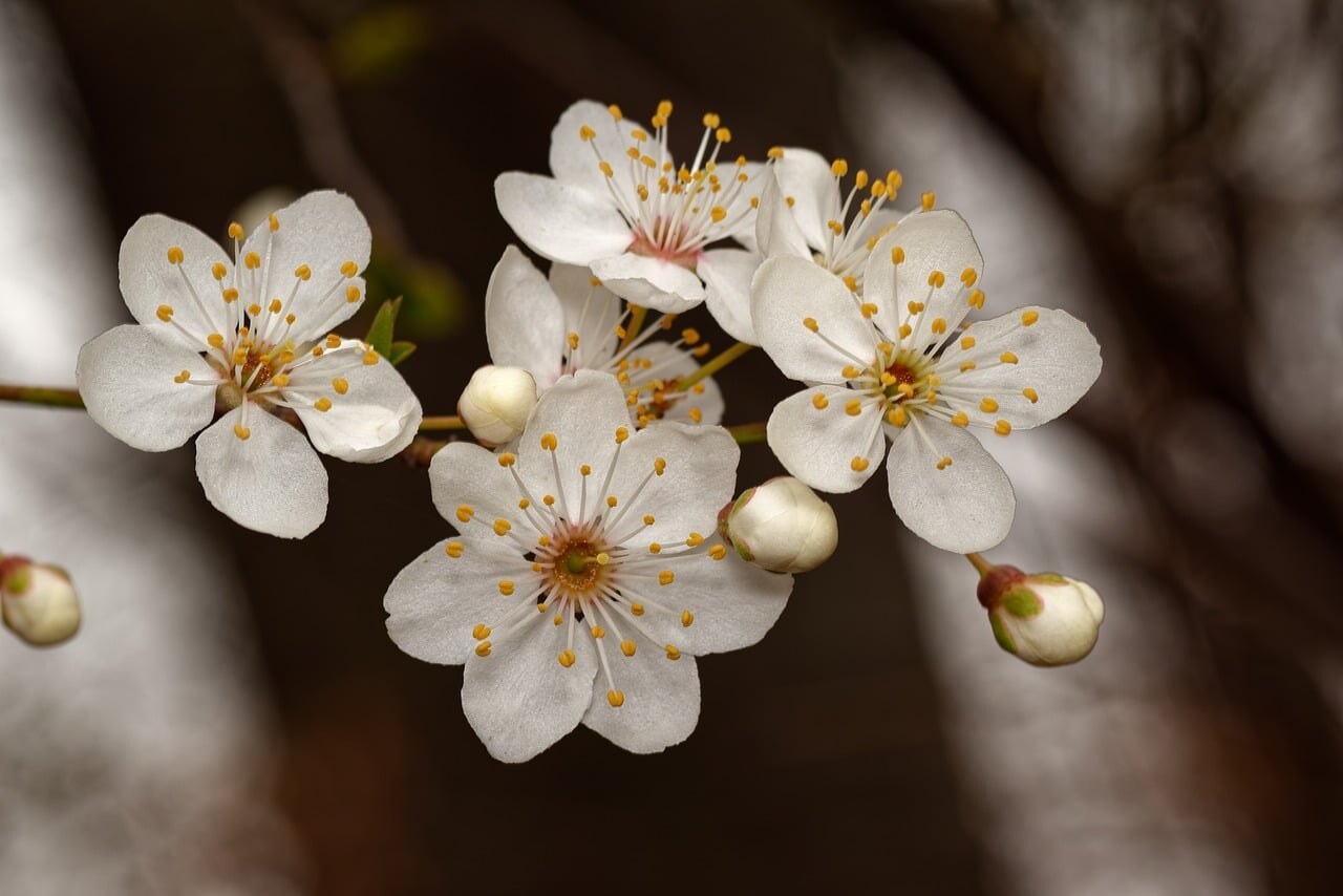 A high-country garden in spring