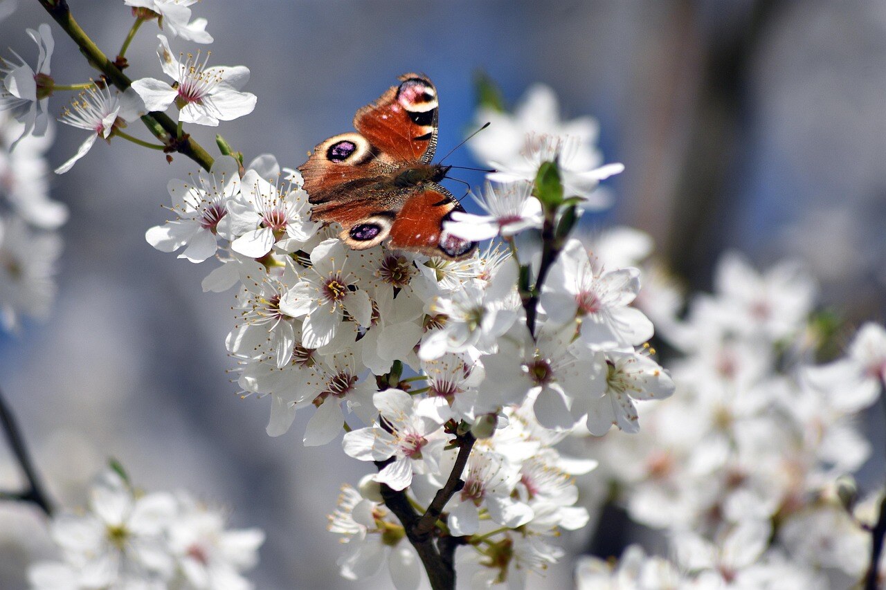 A high-country garden in spring