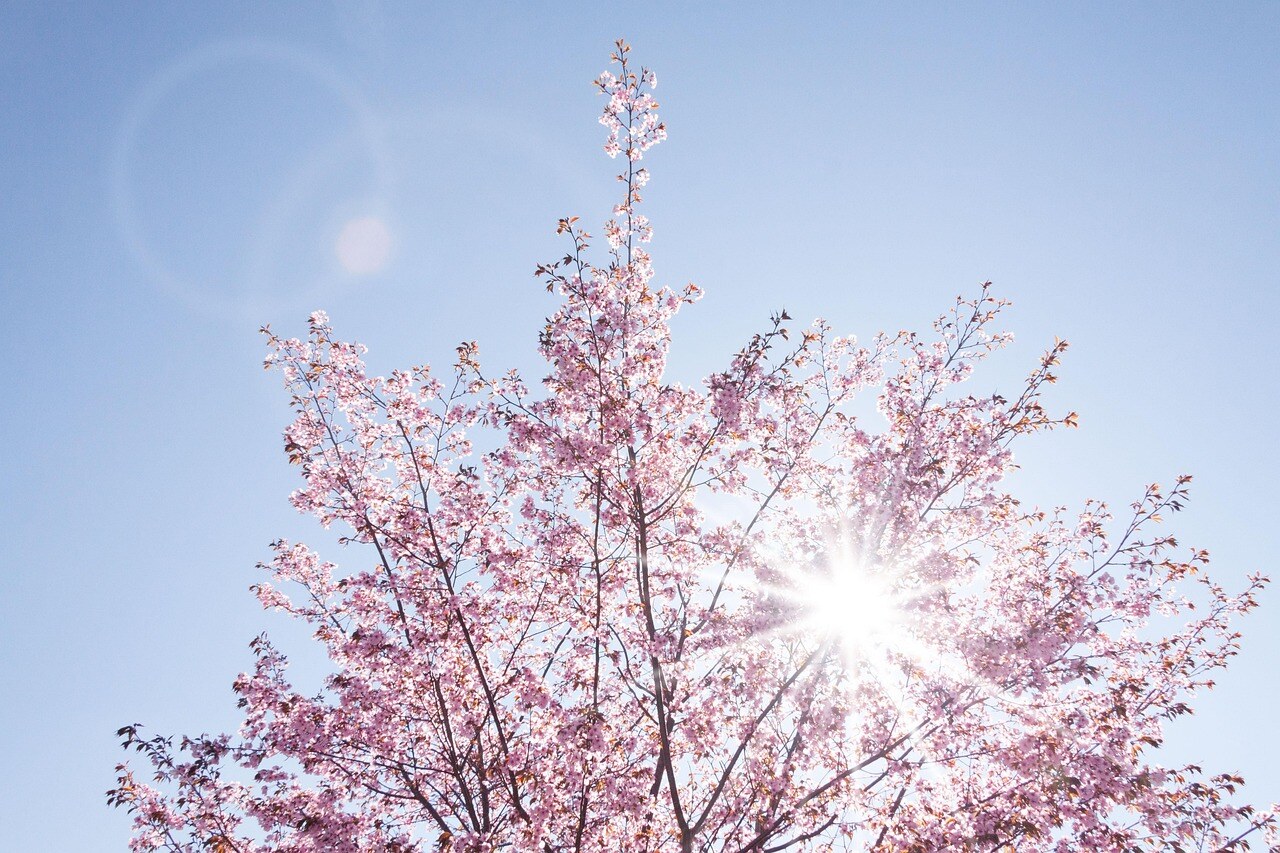 A high-country garden in spring