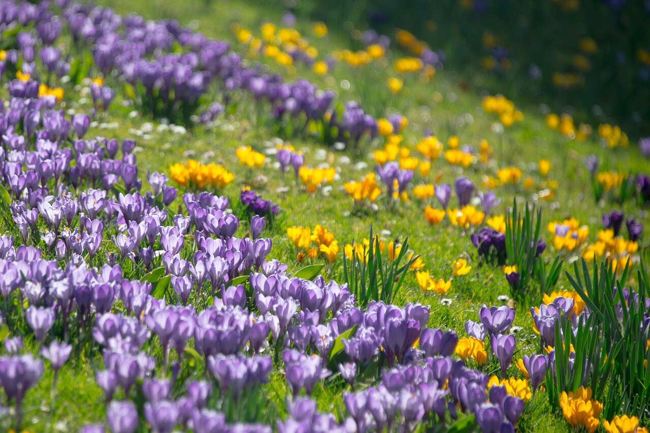 A high-country garden in spring