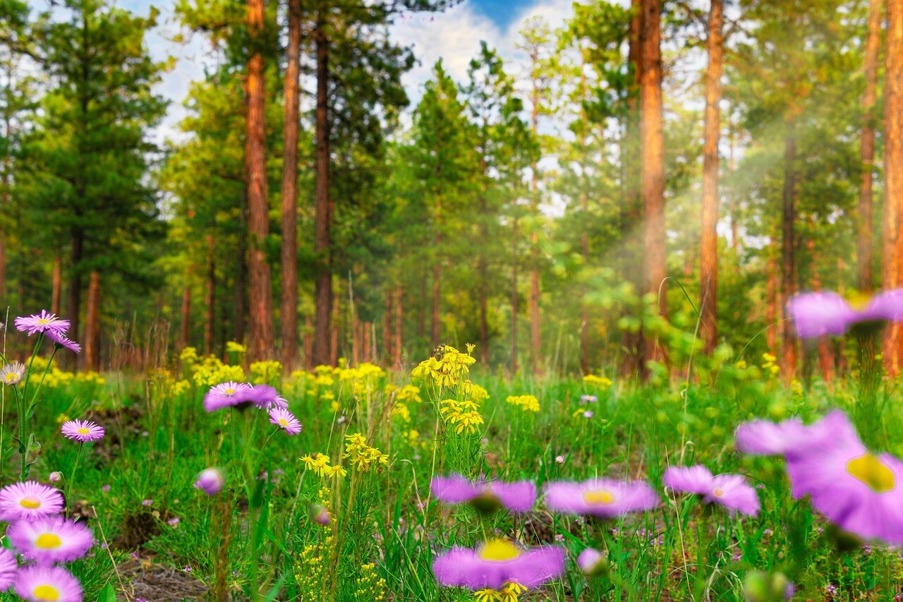 A high-country garden in spring