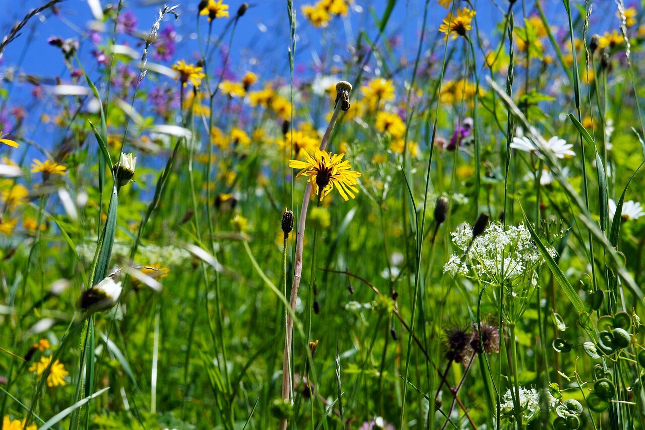 A high-country garden in spring