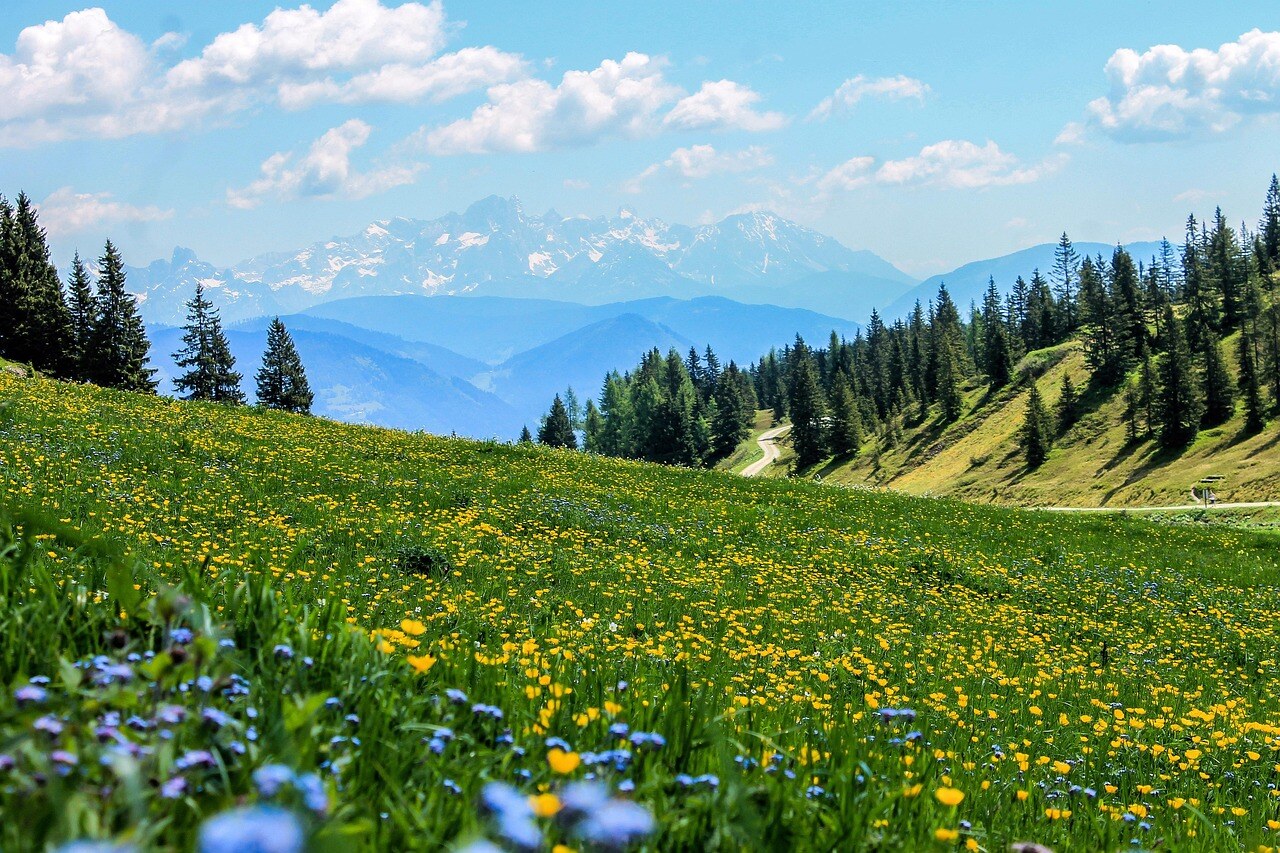 A high-country garden in spring