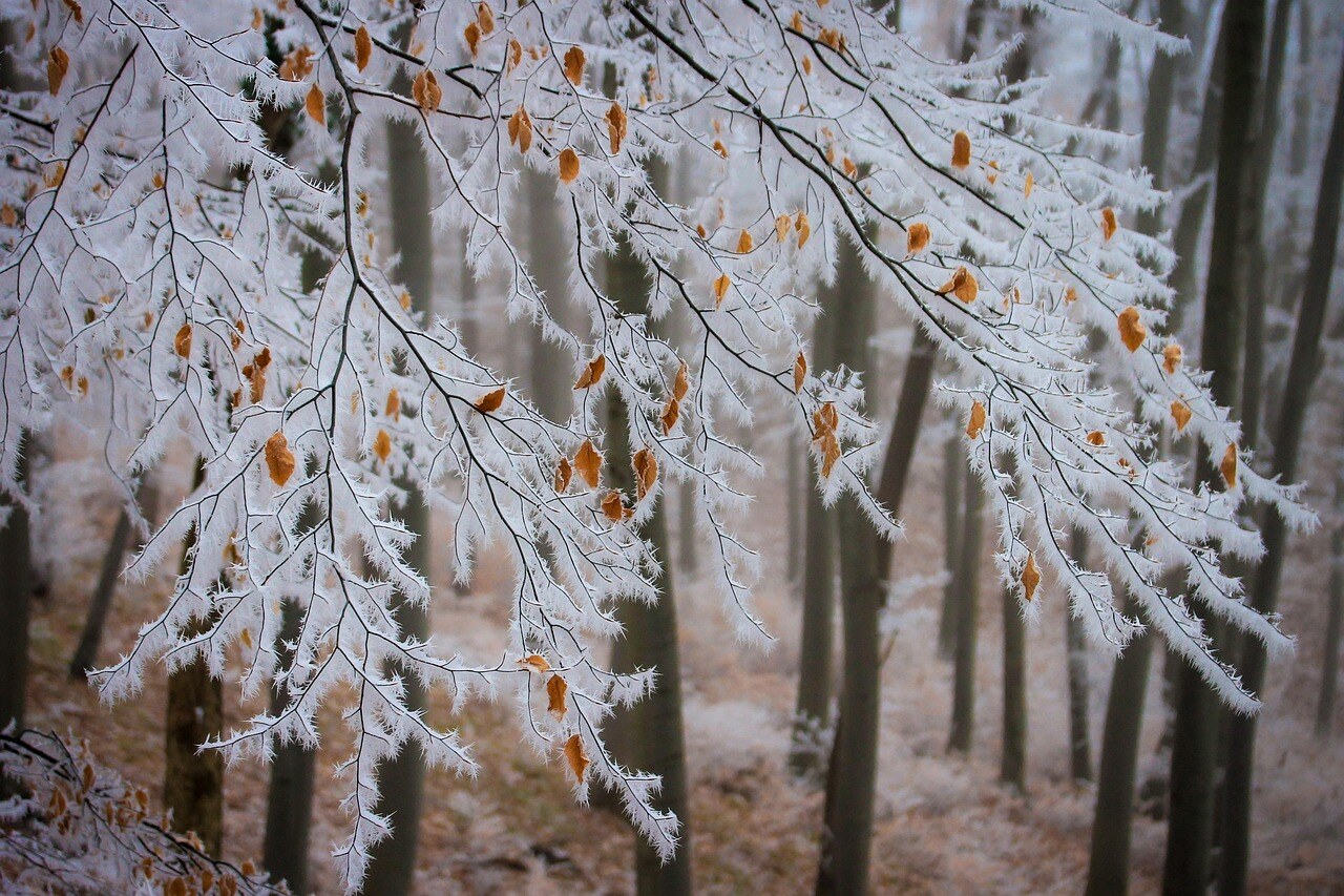 A Colorado mountain garden under winter snow