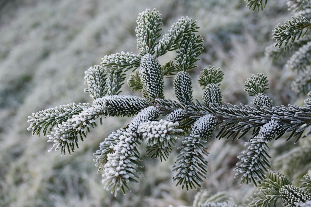 A Colorado mountain garden under winter snow
