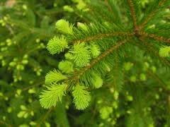 Evergreen Candle