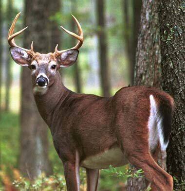 White Tail Deer
