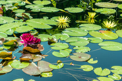 Original photograph from Some Best Management Practices (BMP's) for Water Conservation
