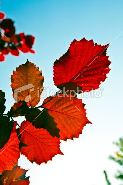 stock-photo-25709027-leaves-of-tree-in-intensive-light