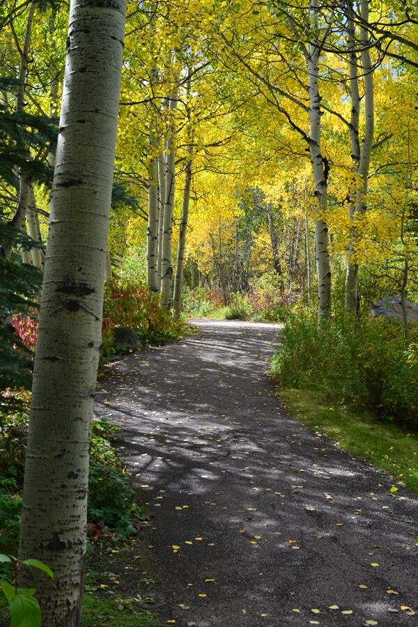 An Aspen Tree Lined Walkway