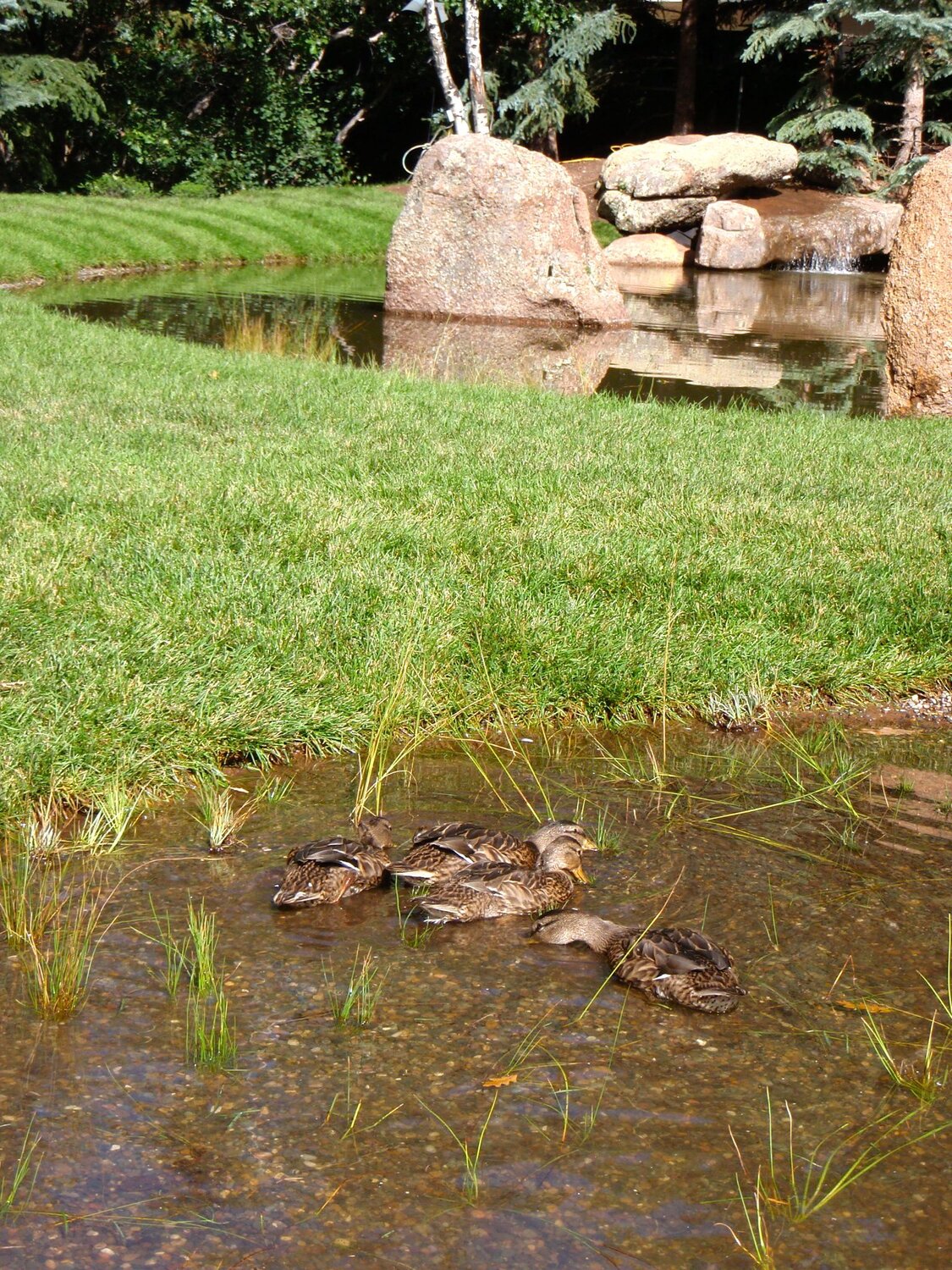 Wetlands