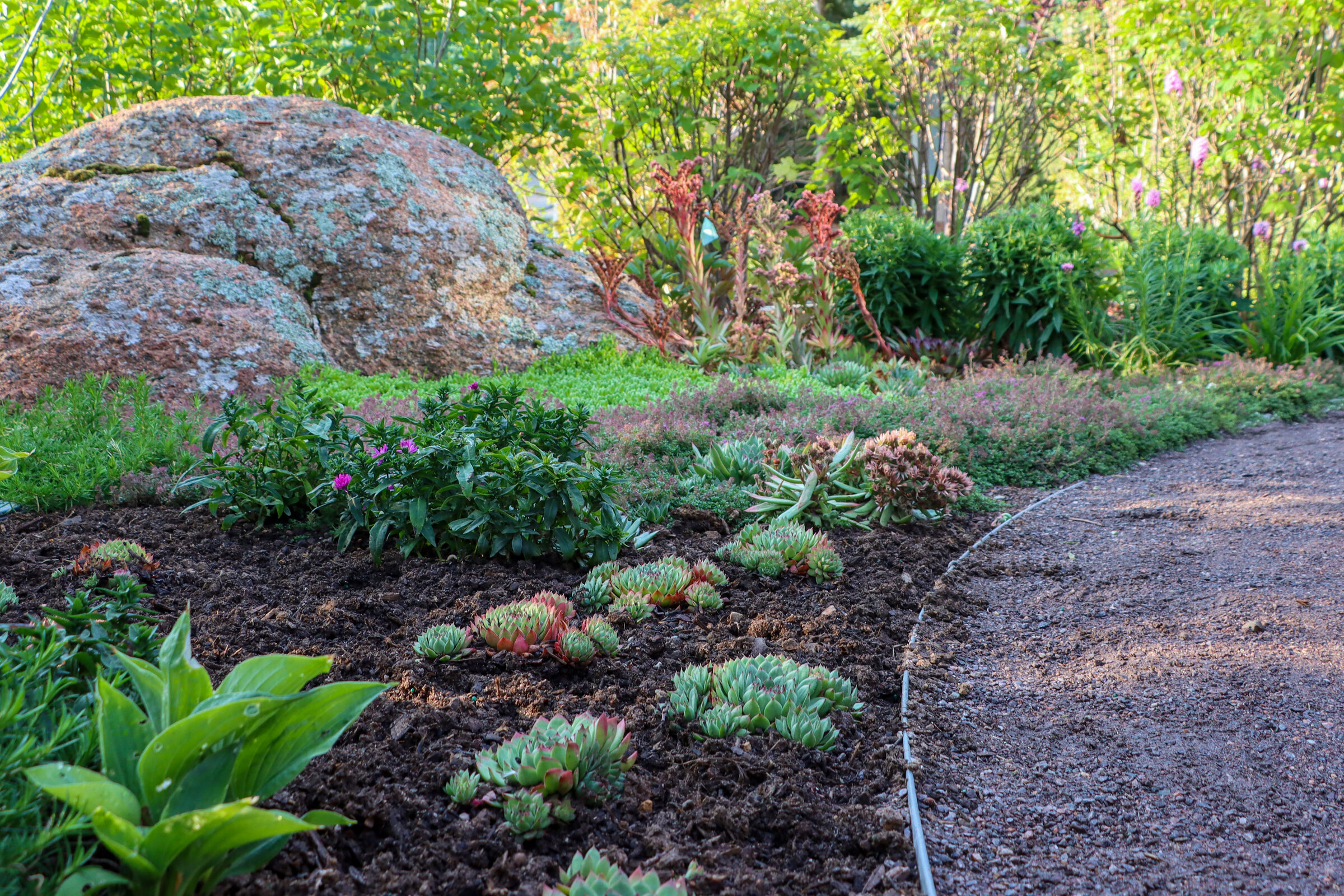 A lush Colorado mountain garden in summer