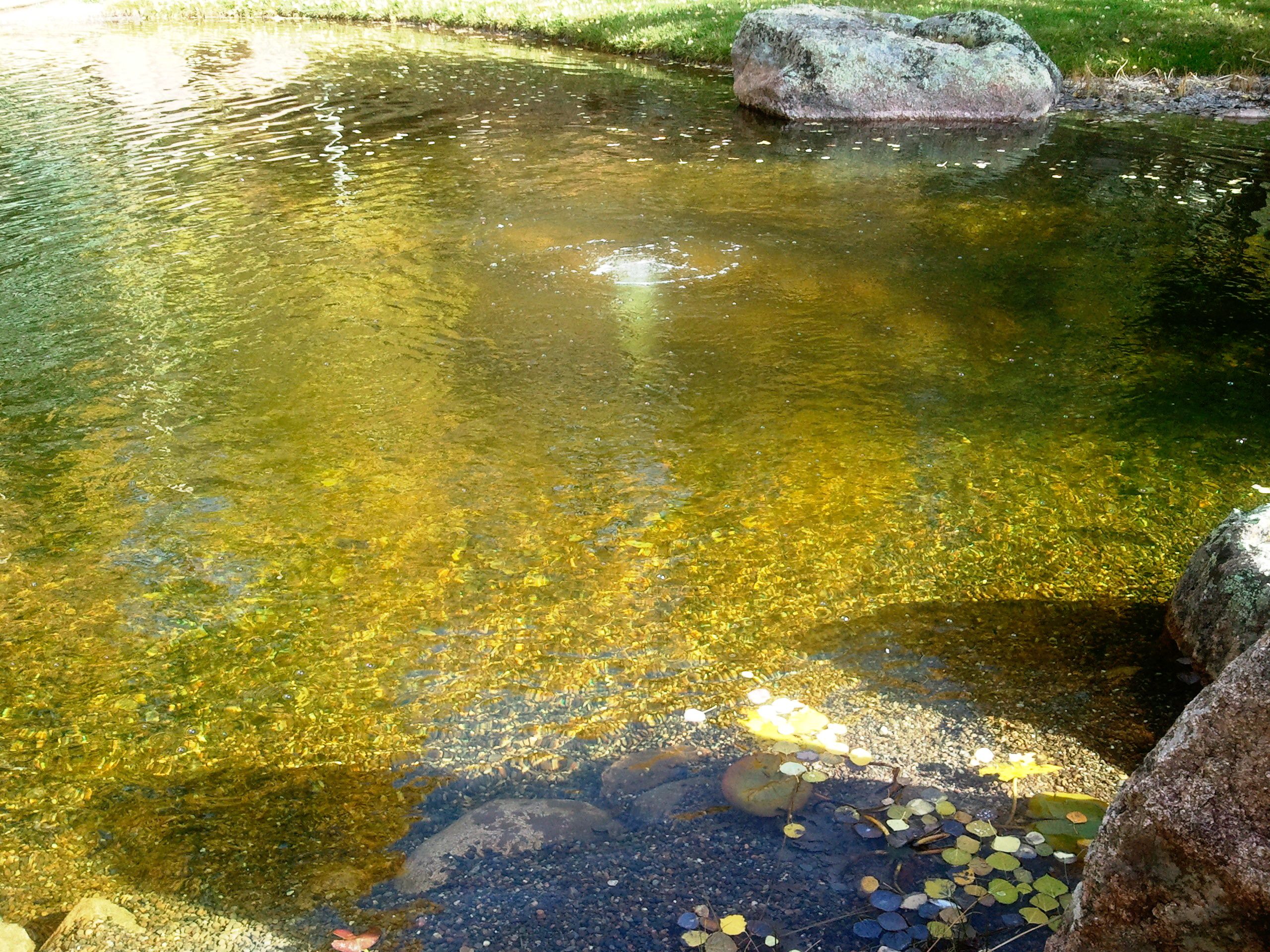 Fallen aspen leaves drifting on a clear garden pond in autumn