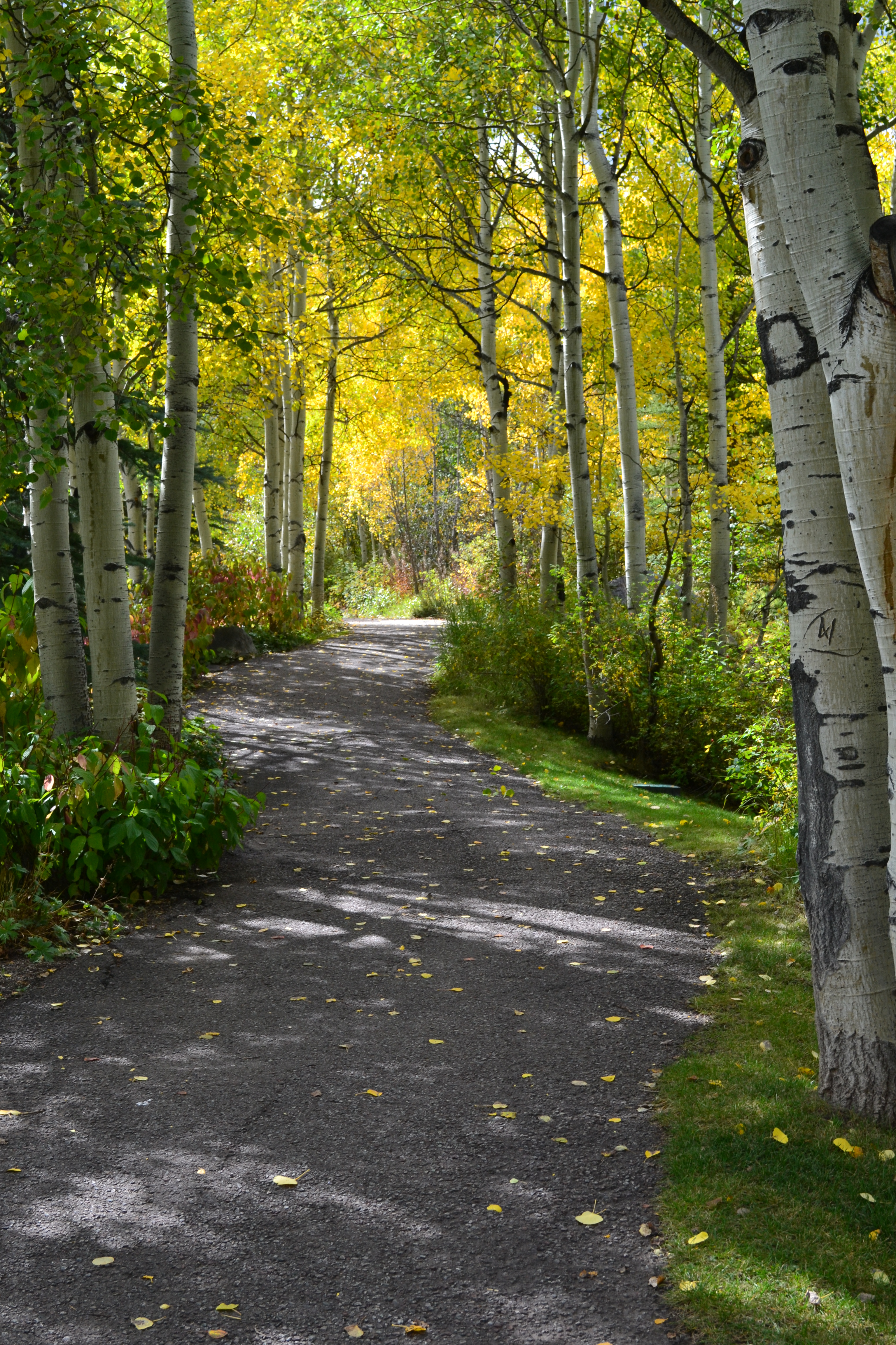 Autumn color in a Rocky Mountain garden